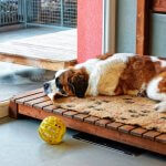 Dog Kennels 3
