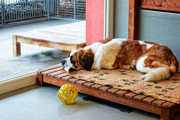 Dog Kennels 3