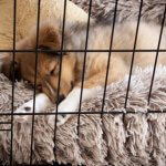 Dog Kennels  1