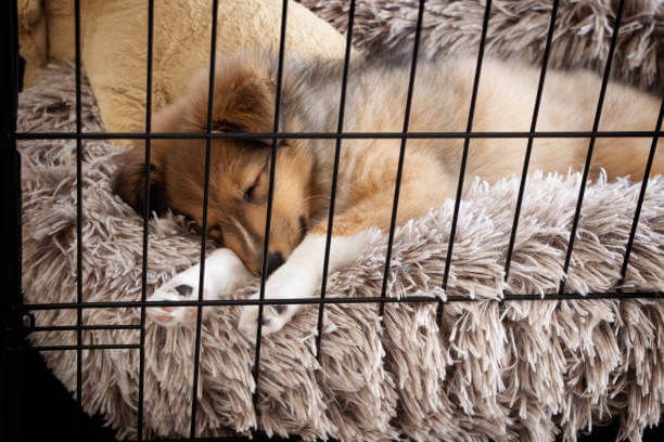 Dog Kennels  1