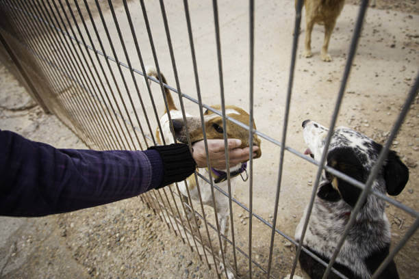 Giving love about abandoned dogs in a kennel, detail of animal shelter, abandonment and grief, volunteering