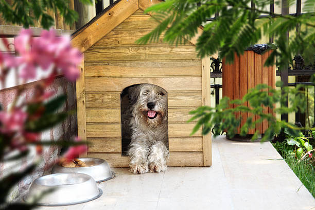 long hair dog in outdoor wooden kennel at house garden