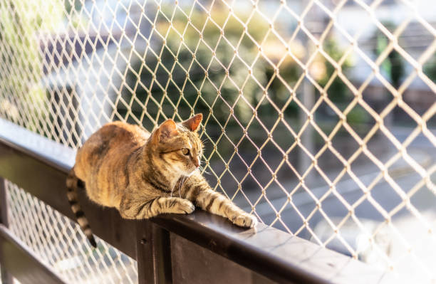 A striped cat sitting on a window with net protection