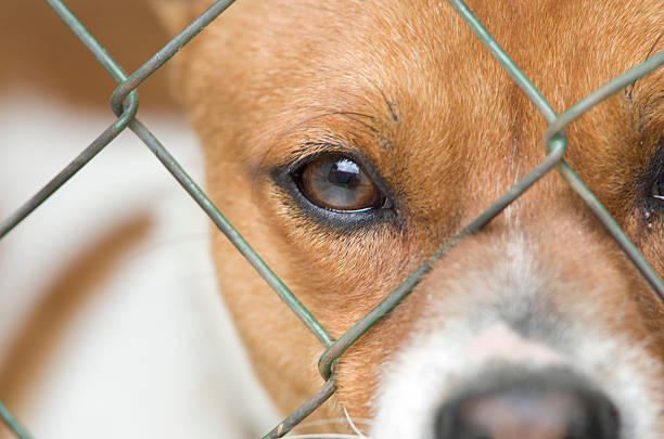 Close up of dog's face behind wire mesh