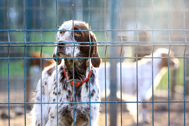 White and brown colored setter in the cage and shelter. The setter is a type of gundog used most often for hunting game such as quail, pheasant, and grouse.