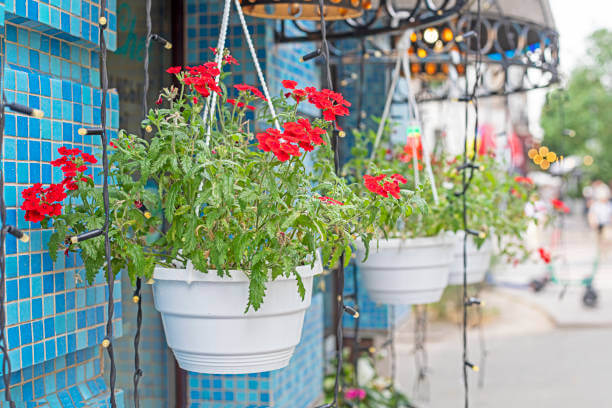 fresh red geranium flowers in a pot outside as decoration in a cafe