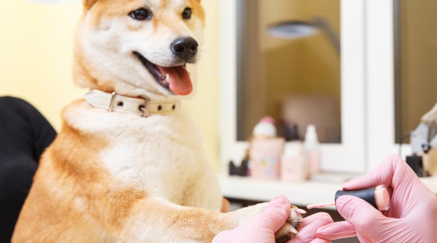 Pet-Spa-Services-1.jpg