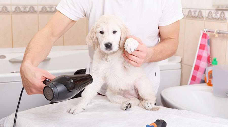 Top-Trends-in-Multi-Family-Amenities-The-Pet-Spa-copy.jpg