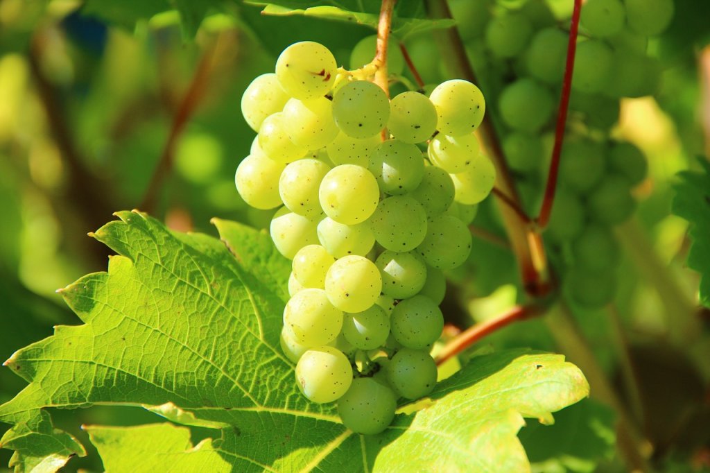 grapes-276070_1280-1.jpg