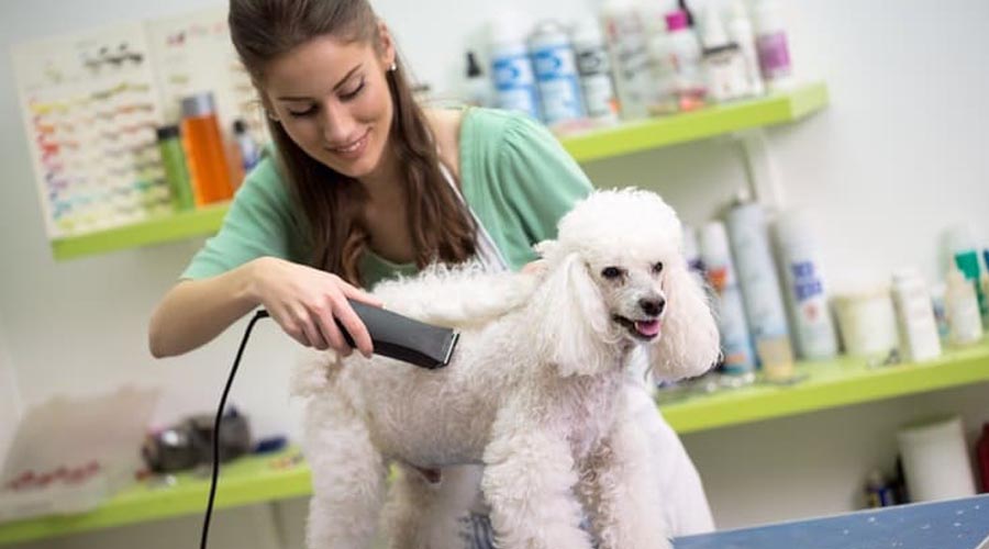 What does a pet groomer do?