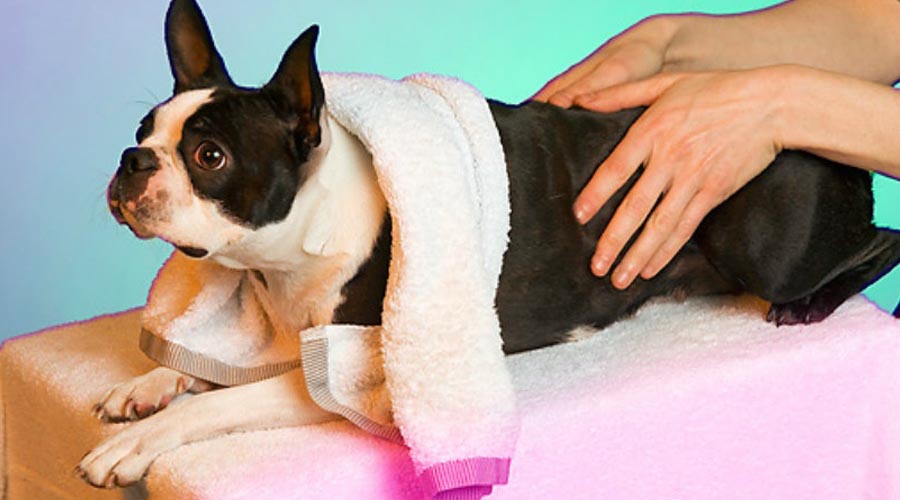 spa-DOG-02-JE0042-01P-massage copy
