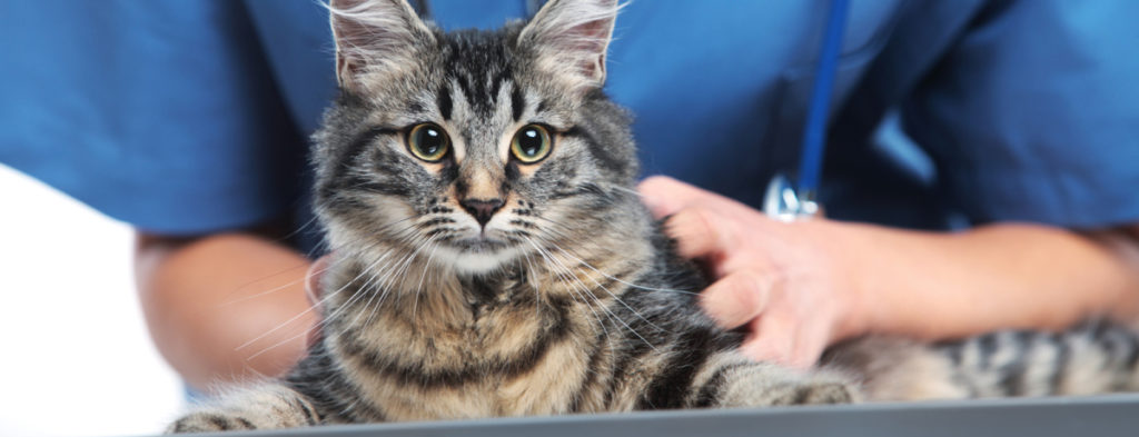 Close up shot of veterinarian making a checkup of a cute beautiful cat