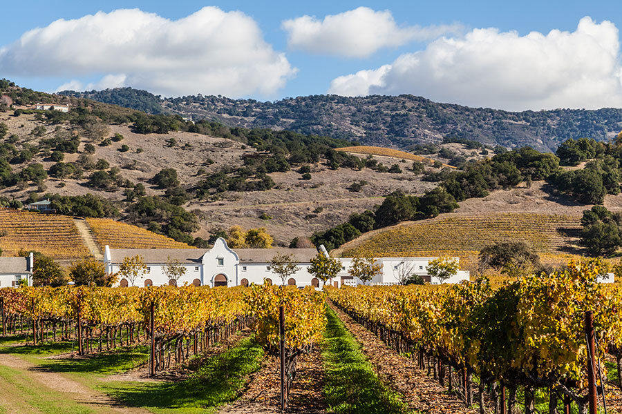 How much money can you make with a vineyard?