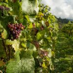 How much does an acre of vineyard cost?