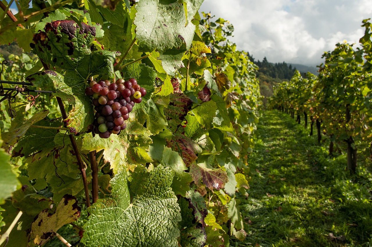 How much does an acre of vineyard cost?